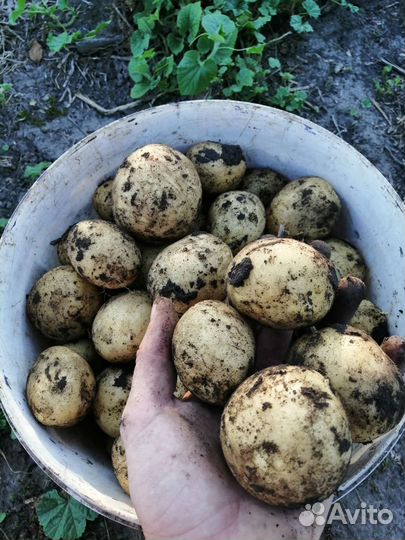 Молодой картофель