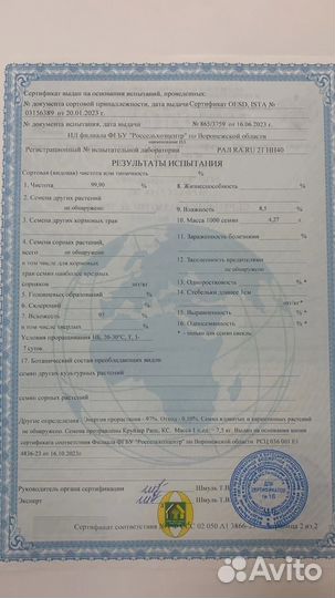 Семена гибрида озимого рапса Einstein