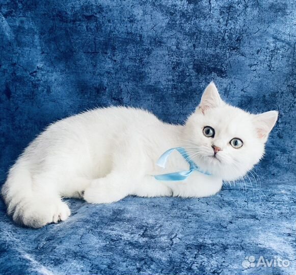 Британский котик. Серебристая шиншилла