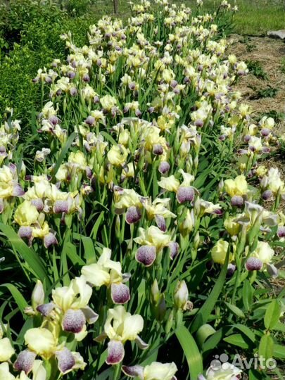 Ирисы бородатые