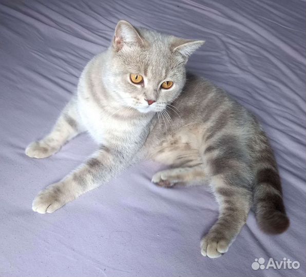 Шотландец вязка