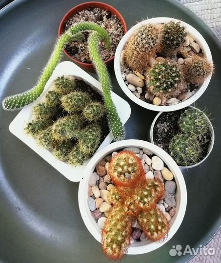 Кактусы-малыши разные