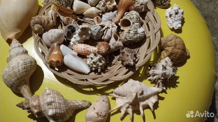 Морские ракушки