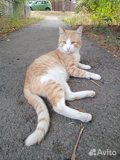Котик в добрые руки