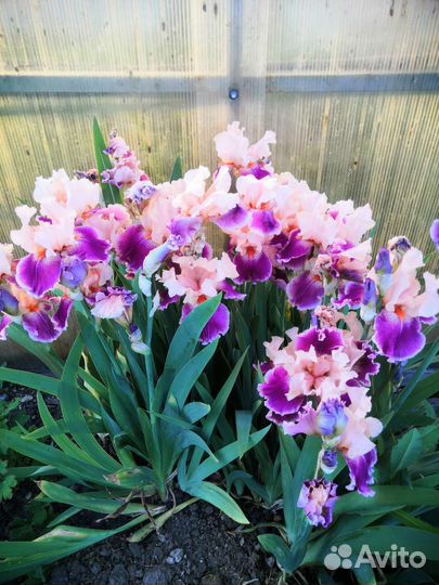 Ирисы бородатые сортовые