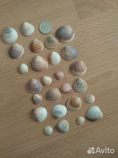 Морские ракушки и камни с дырками отверстиями