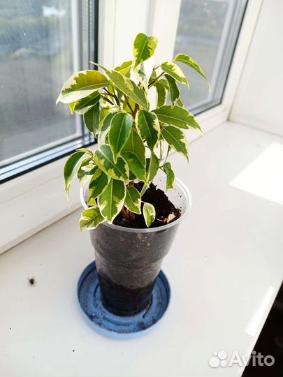 Фикус бенджамина пестролистный