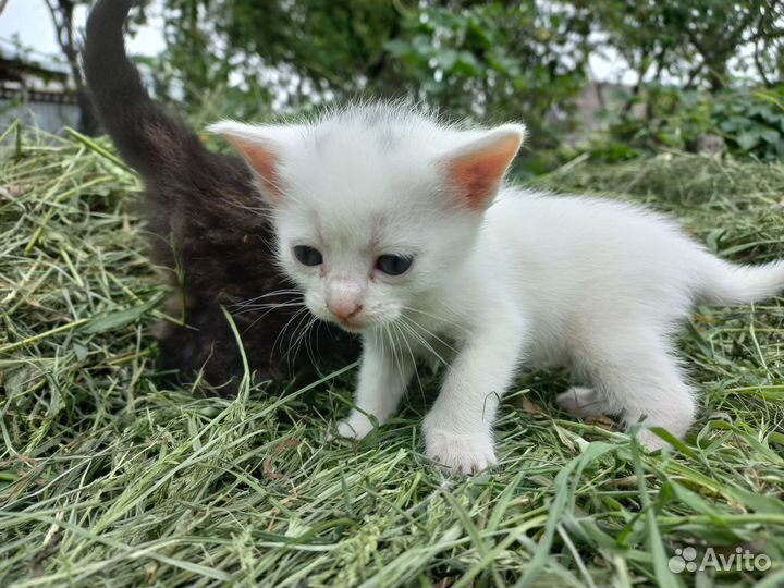 Котята