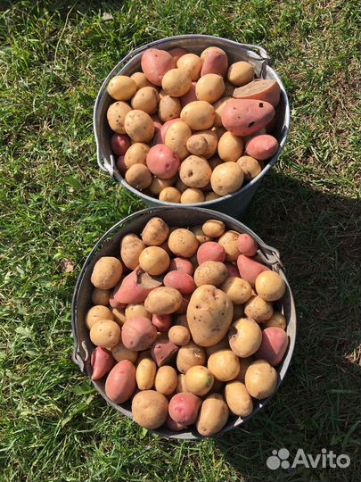 Картофель мелочь, Цукини, Патиссоны, Калина