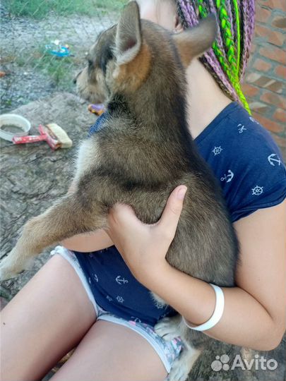 Щенки в добрые руки