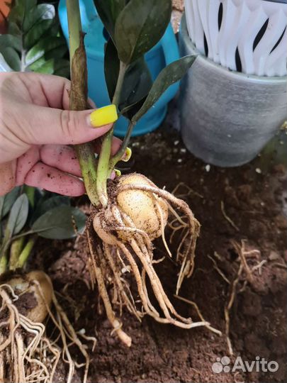 Замиокулькас черный