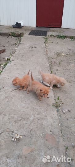 Отдам в добрые руки котят