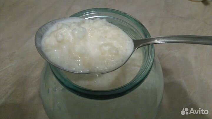 Молочный гриб