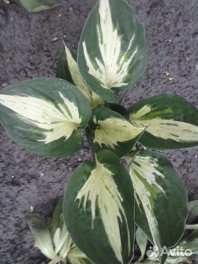 Цветы многолетние для сада