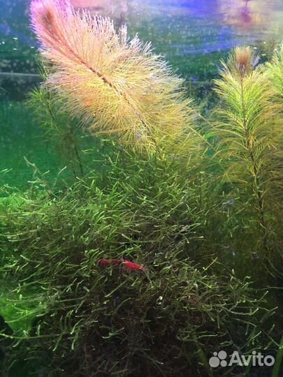 Аквариумные растения, хелены