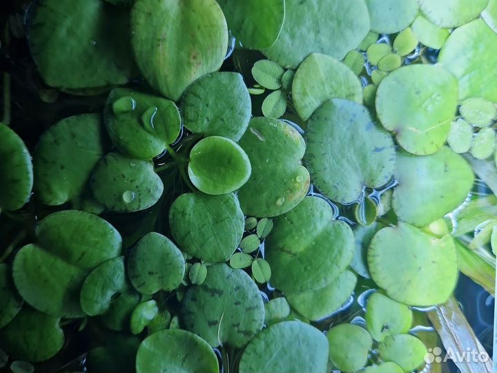 Аквариумные растения