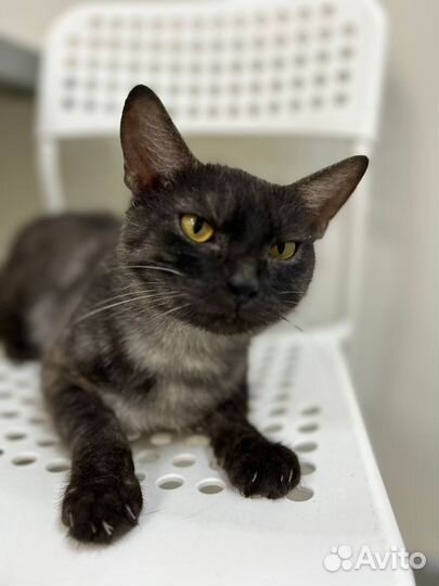 Котики бесплатно