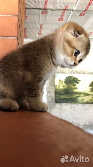 Шотландская вислоухая