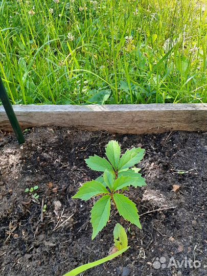 Саженцы девичий виноград