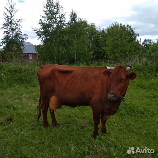 Продам корову