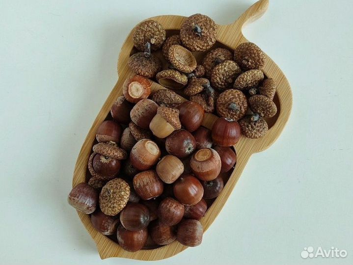 Жёлуди дубовые для поделок и творчества