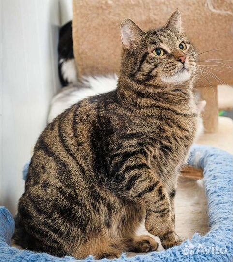 Кошки в добрые руки бесплатно