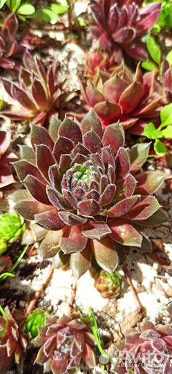 Многолетники садовые