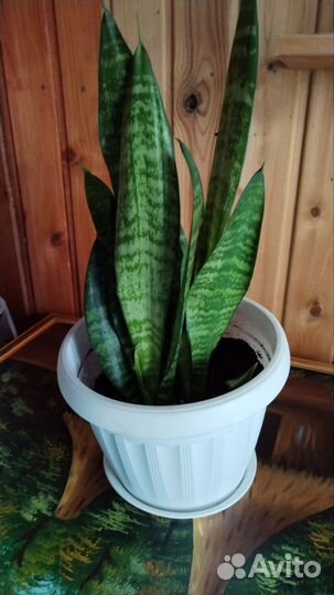 Сансевиерия