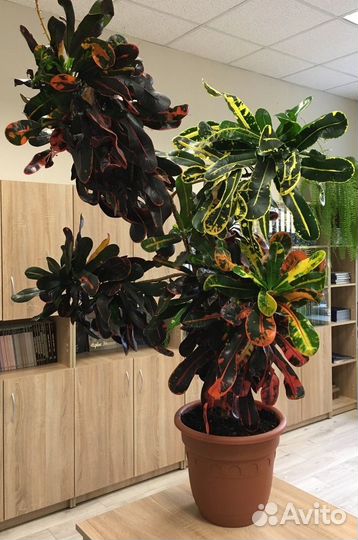 Продам кротон Мамми