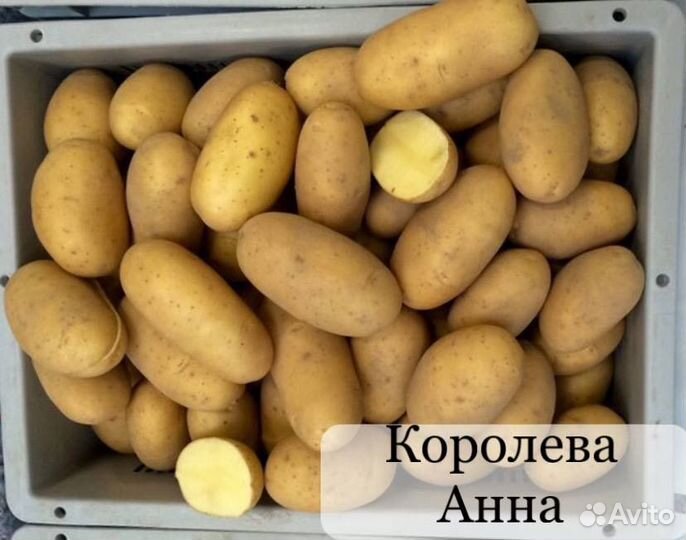 Семенной картофель Королева Анна