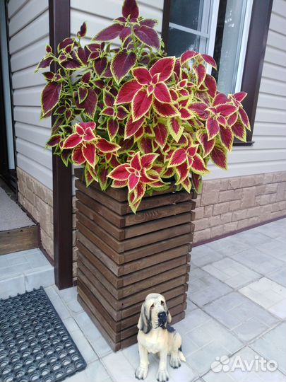 Цветы Колеусы