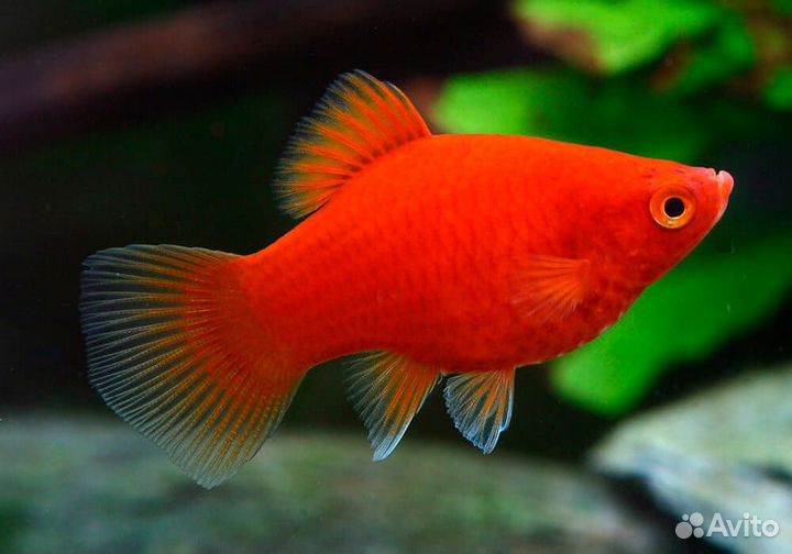 Аквариумные рыбки