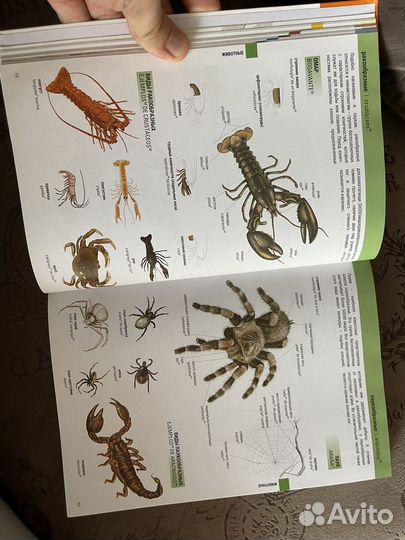 Испанско-русский иллюстрированный словарь