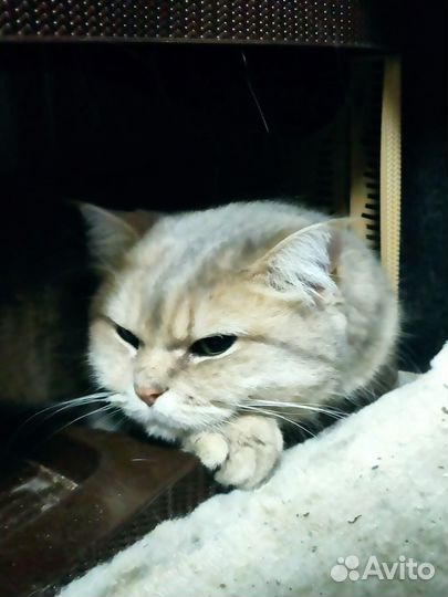 Кошка в дар бесплатно