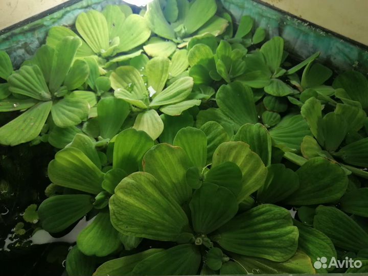 Пистия (аквариумное растение)