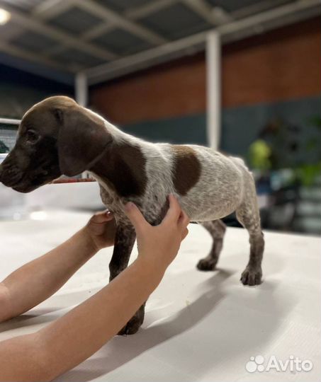 Курцхаар щенок в дар очень активным людям