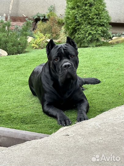 Кане корсо вязка