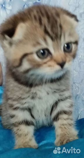 Кошки шотландцы