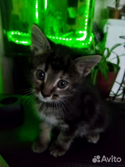 Котята отдам даром