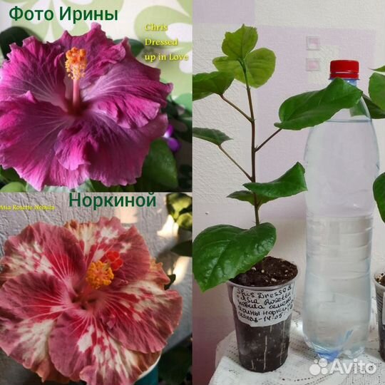 Сортовые гибискусы