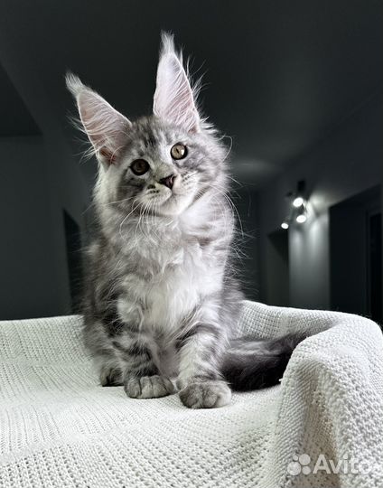 Мейн-кун котик черное серебро