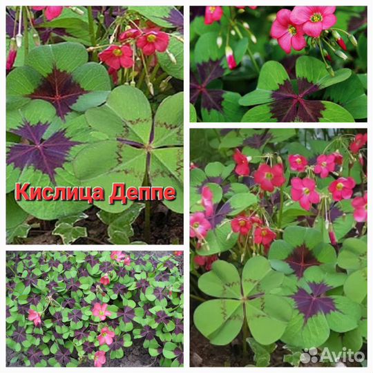 Редкие,необычные растения И съедобная микрозелень