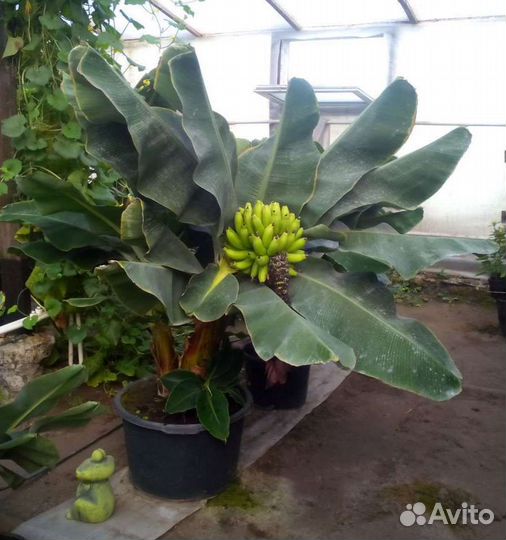 Банан киевский карлик