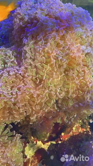 Продаю морской коралл эуфилия и ксения