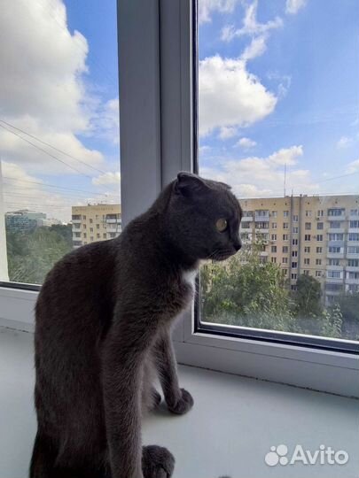 Британская вислоухая в дар