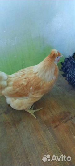 Куры молодка