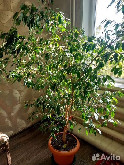 Фикус бенджамина большой