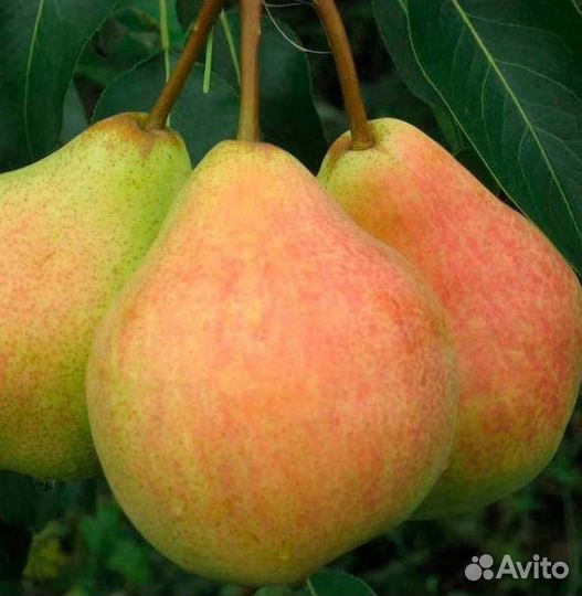 Саженцы груши Памяти Яковлева