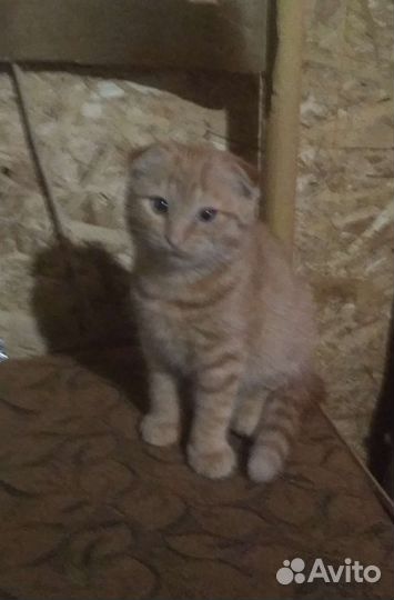 Вислоухий котик