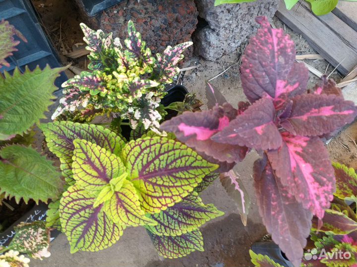 Колеусы сортовые